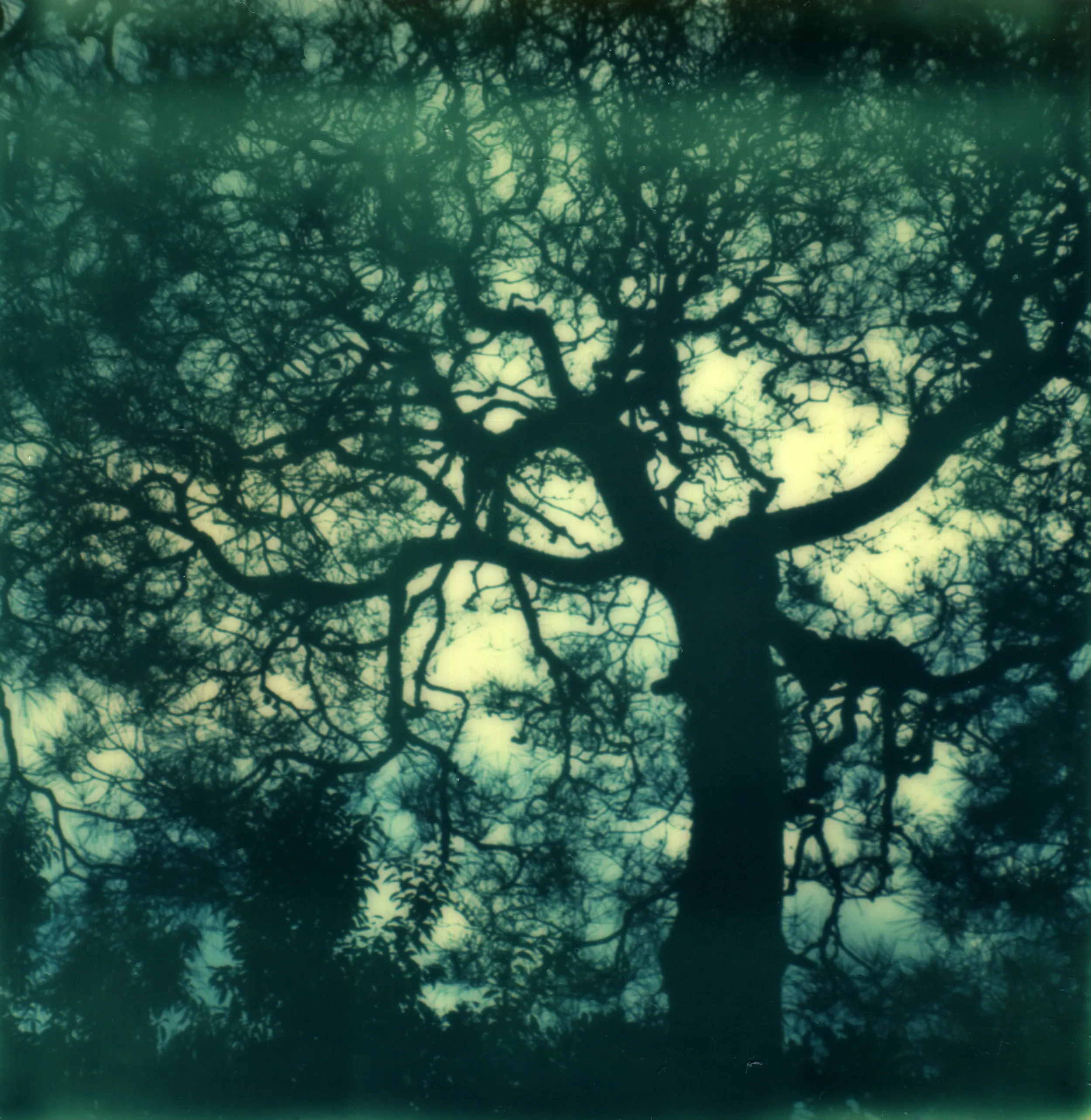Polaroids photograph, Polaroid 18