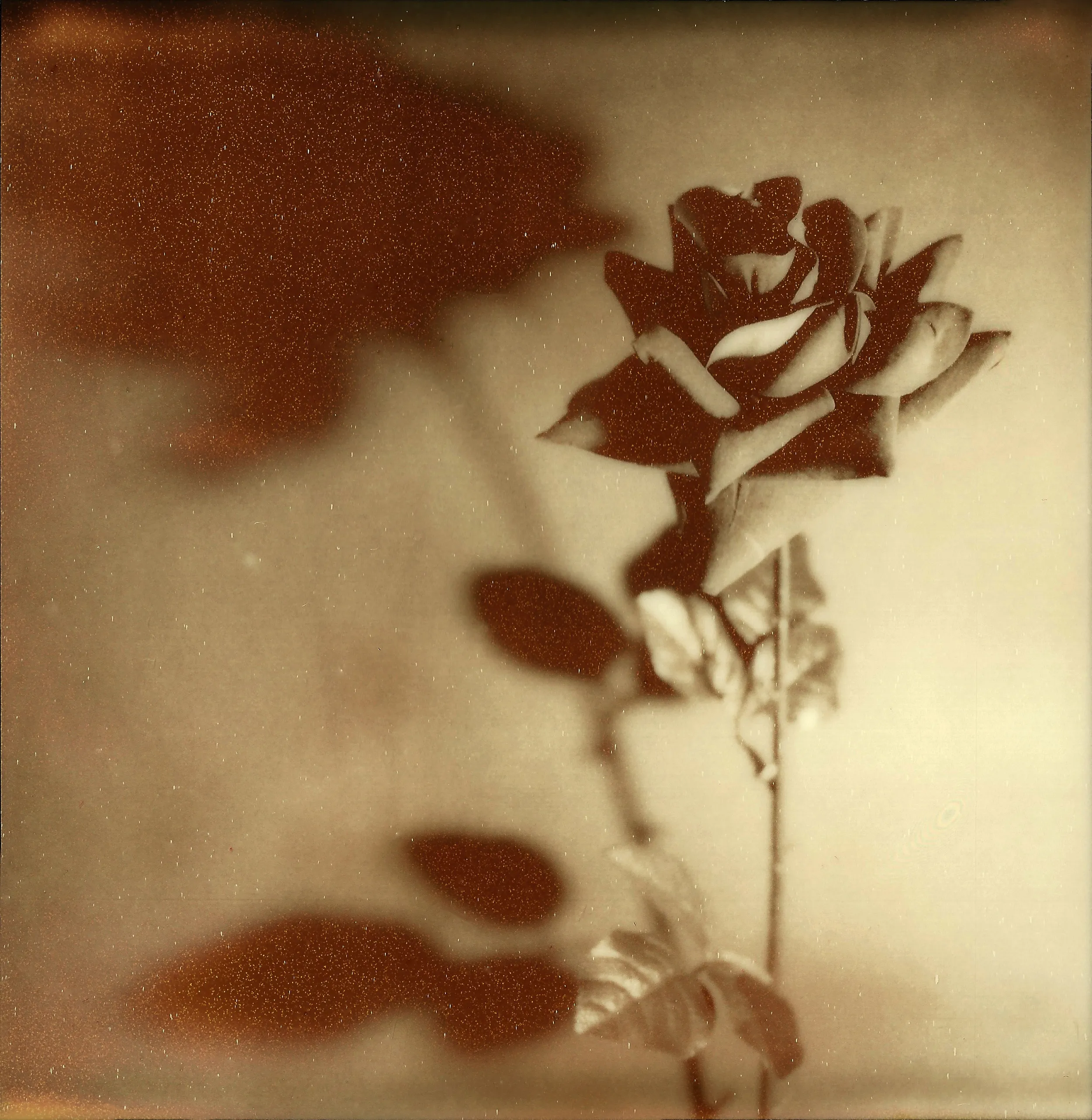 Polaroids photograph, Polaroid 20